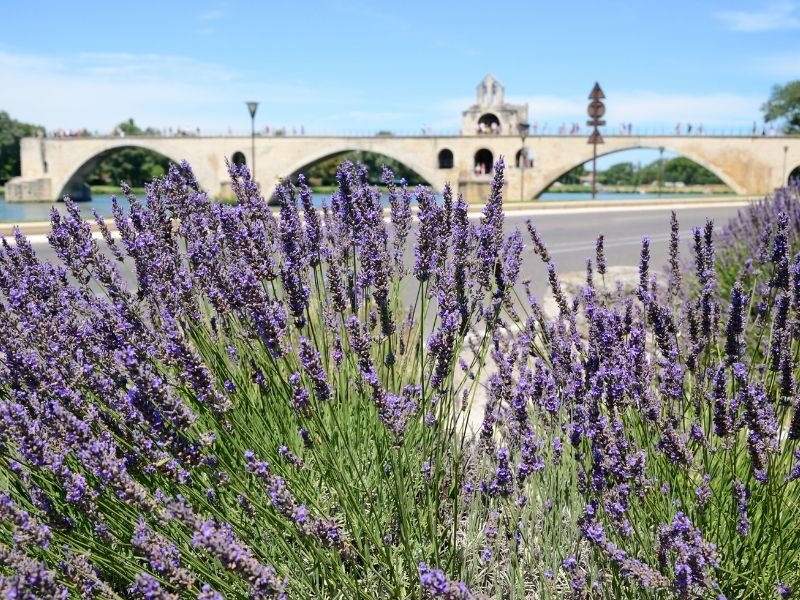 <p>Viaggio Lavanda</p>